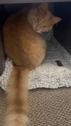 Lost Male Cat last seen Zehrs on Clair, Guelph, ON N1L