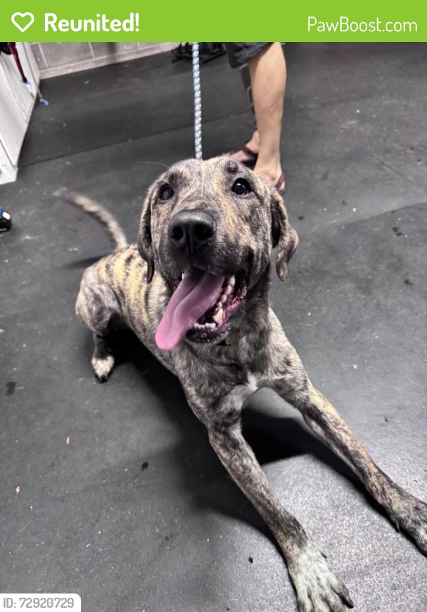 Reunited Female Dog last seen Vine Maple St & Shasta Loop, Eugene, OR 97405