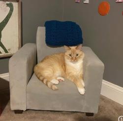 Reunited Male Cat last seen Highway O and Old Geneva Road, Burlington, WI 53105