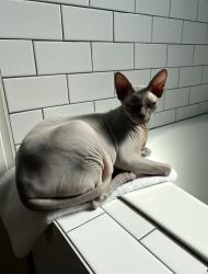 Reunited Male Cat last seen Hawthorn Ridge, Lee's Summit, MO 64082