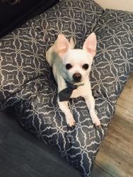 Reunited Male Dog last seen Near High Meadows Dr., Alvarado TX in the backyard, Alvarado, TX 76009