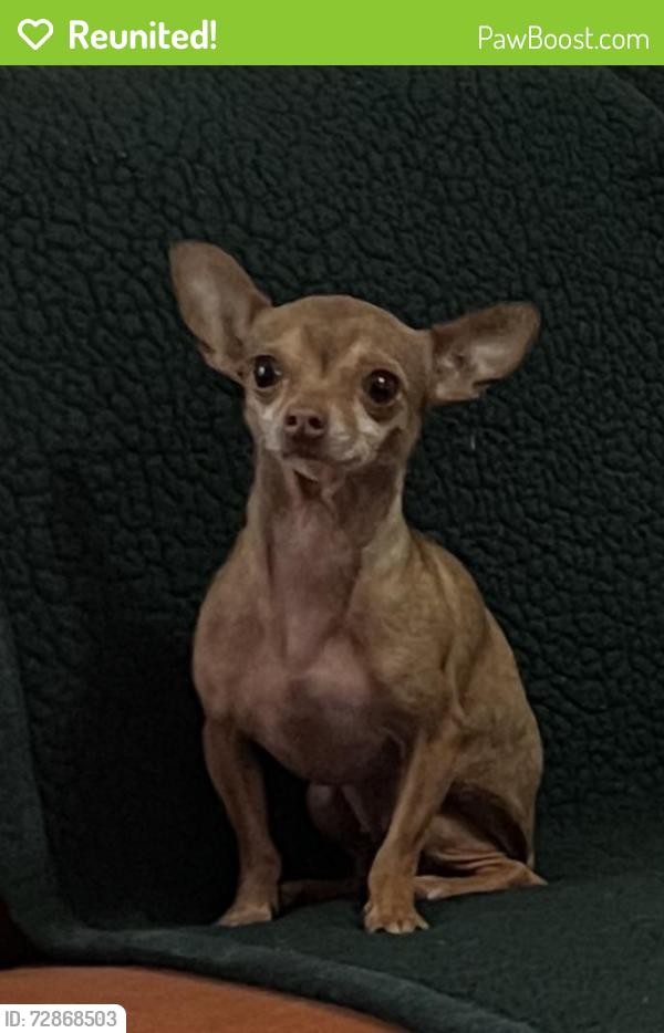 Reunited Female Dog last seen Near Saint Michel and Chalmette street, Houston, TX 77015