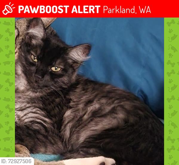 Lost Female Cat last seen 116th and A st s Parkland area, Parkland, WA 98444