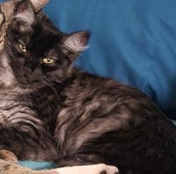 Lost Female Cat last seen 116th and A st s Parkland area, Parkland, WA 98444