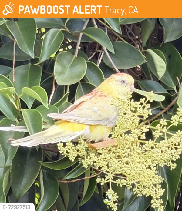 Found/Stray Unknown Bird last seen East St, Tracy, CA 95376