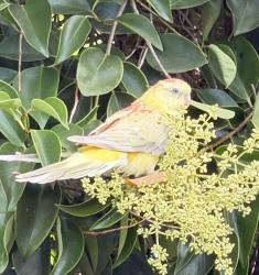Found/Stray Unknown Bird last seen East St, Tracy, CA 95376