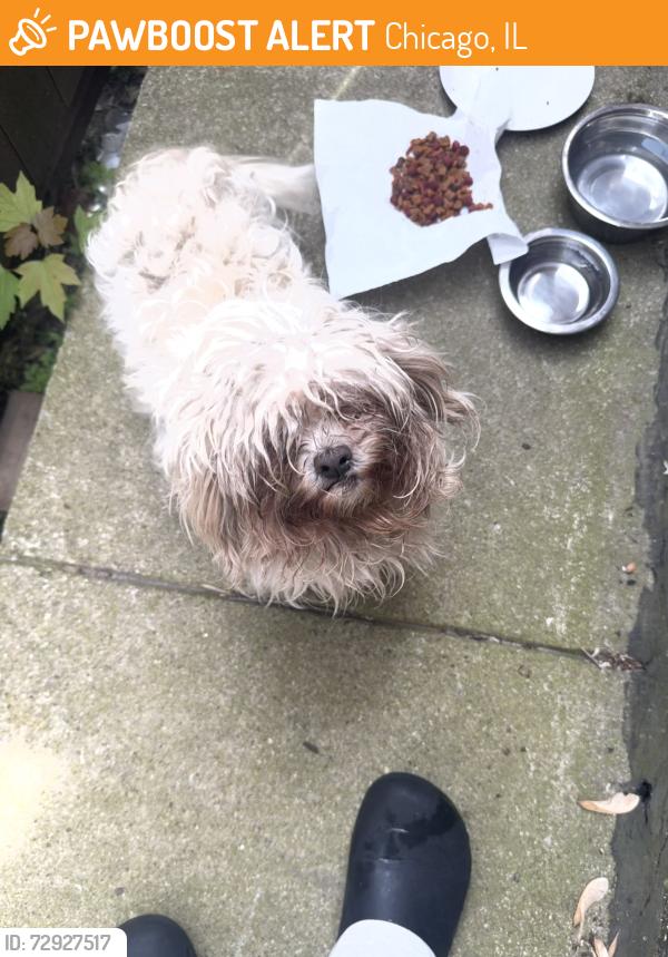 Found/Stray Unknown Dog last seen Avenue M, Chicago, IL 60617