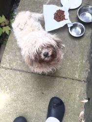 Found/Stray Unknown Dog last seen Avenue M, Chicago, IL 60617