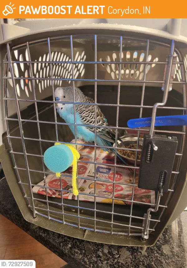 Found/Stray Male Bird last seen Corydon Ridge , Corydon, IN 47112