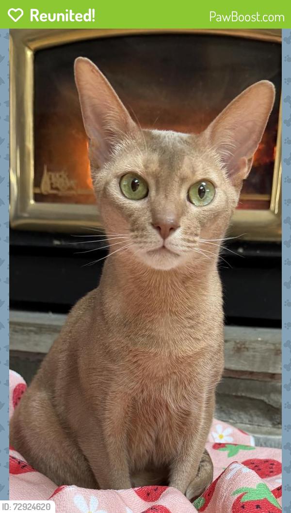 Reunited Male Cat last seen Babcock blvd, Gibsonia, PA 15044