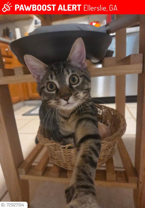 Lost Male Cat last seen Ginn Rd., Ellerslie, GA 31807
