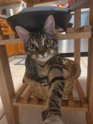 Lost Male Cat last seen Hwy 315 and Ginn Rd., Ellerslie, GA 31807