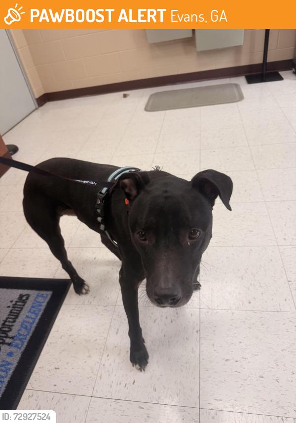 Found/Stray Male Dog last seen Baker place road , Evans, GA 30809