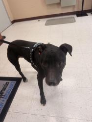 Found/Stray Male Dog last seen Baker place road , Evans, GA 30809