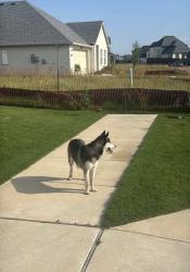 Reunited Female Dog last seen anacapri neighborhood , Anna, TX 75409