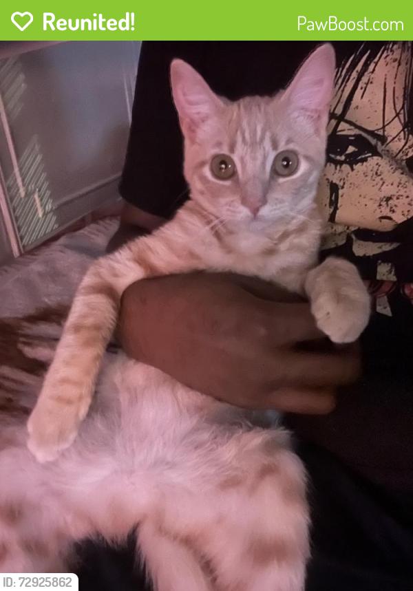 Reunited Female Cat last seen Near E 27th street Brooklyn New York , Brooklyn, NY 11210