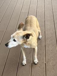 Reunited Female Dog last seen Robinson Preserve Palma Sola Fl, Bradenton, FL 34209