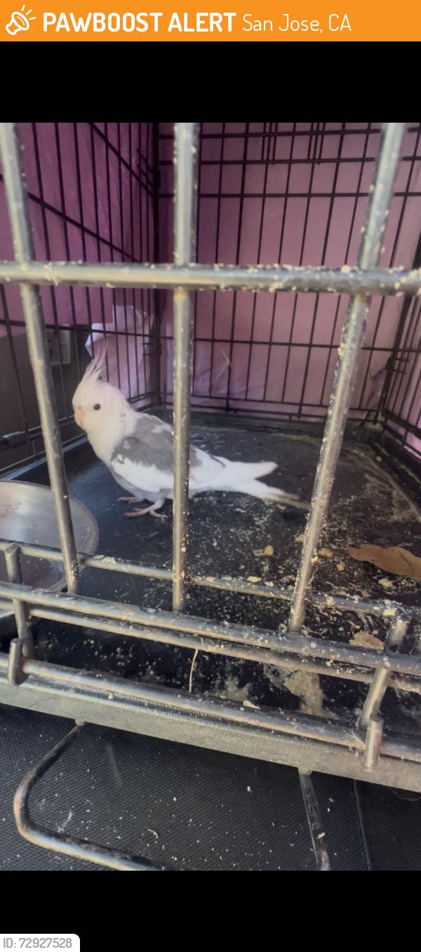 Found/Stray Unknown Bird last seen Rocksprings Park, San Jose, CA 95112