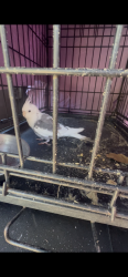 Found/Stray Unknown Bird last seen Rocksprings Park, San Jose, CA 95112