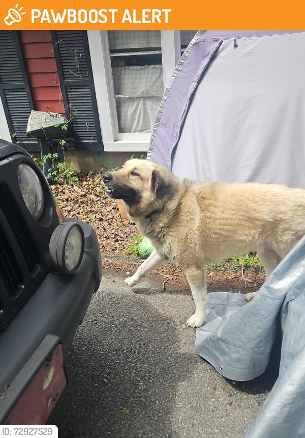 Found/Stray Male Dog last seen Front street Washington Boro, Washington Boro, PA 17582