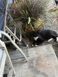 Reunited Male Cat last seen Montoya and S Vicentia Ave, Corona, CA 92882