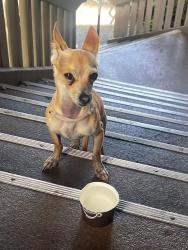 Reunited Male Dog last seen Howe Ave & Hurley Way, Arden-Arcade, CA 95825