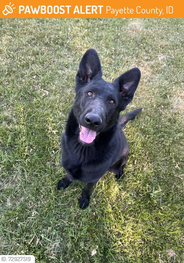 Found/Stray Female Dog last seen Hwy 30, Payette County, ID 83655