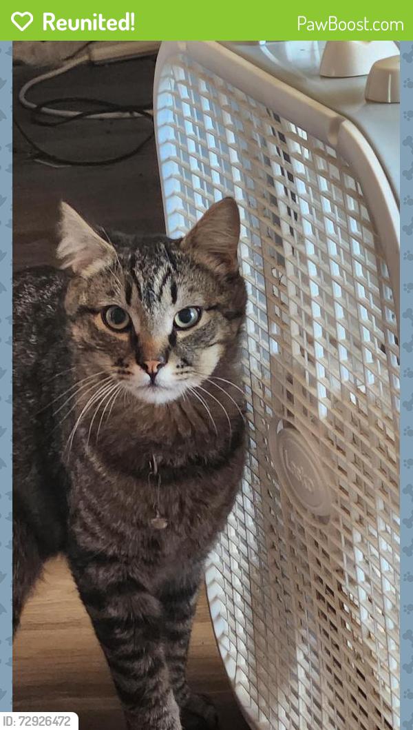 Reunited Male Cat last seen Skylark Dr, Bend, OR 97702