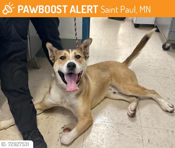 Found/Stray Male Dog last seen Flandrau and York, Saint Paul, MN 55106