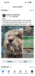 Found/Stray Unknown Dog last seen Near Narrow Guage Rd /29 , Reidsville, NC 27320