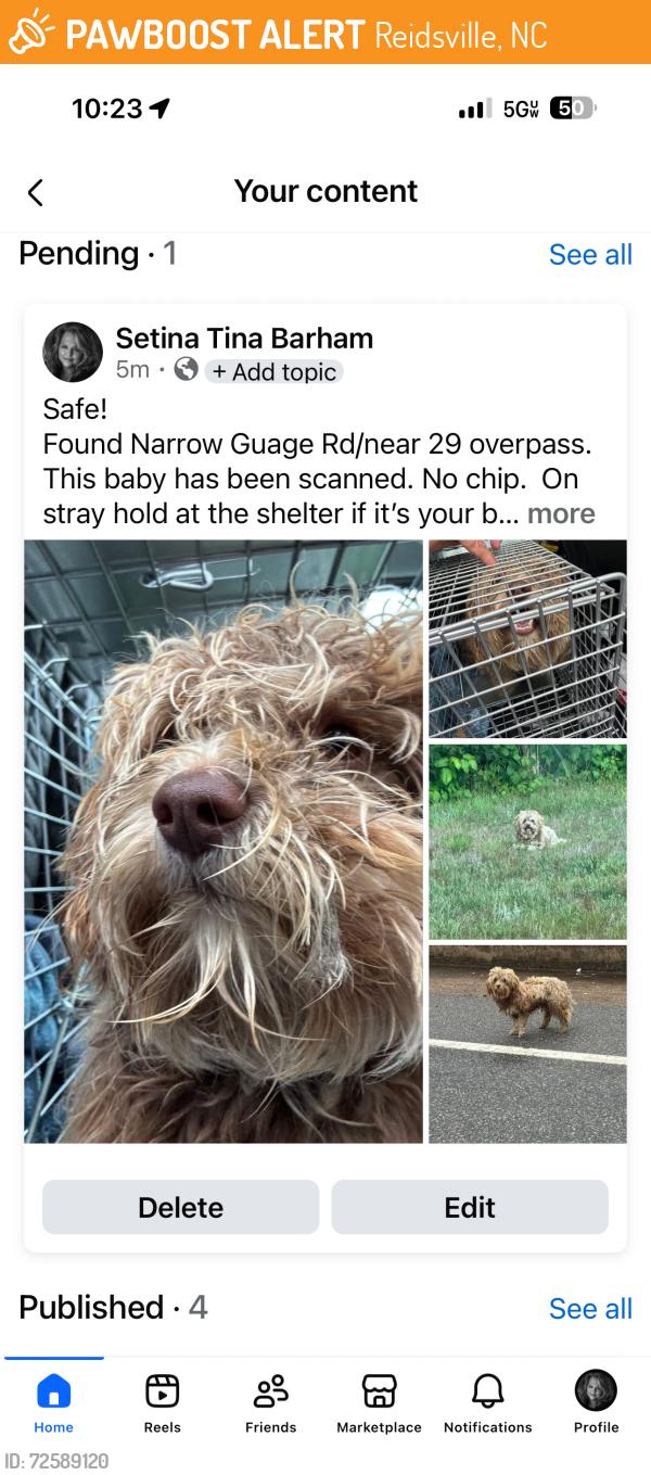 Found/Stray Unknown Dog last seen Near Narrow Guage Rd /29 , Reidsville, NC 27320