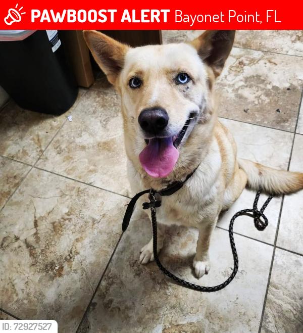 Lost Female Dog last seen Zimmerman and  Buchanan , Bayonet Point, FL 34668