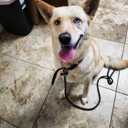 Lost Female Dog last seen Zimmerman and  Buchanan , Bayonet Point, FL 34668