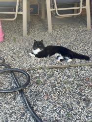 Lost Female Cat last seen Montoya and S Vicentia Ave, Corona, CA 92882