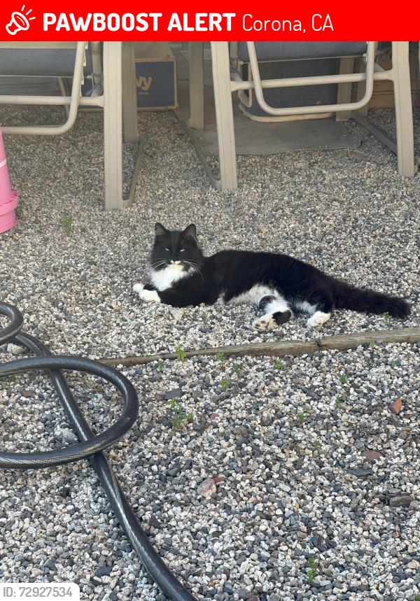 Lost Female Cat last seen Montoya and S Vicentia Ave, Corona, CA 92882