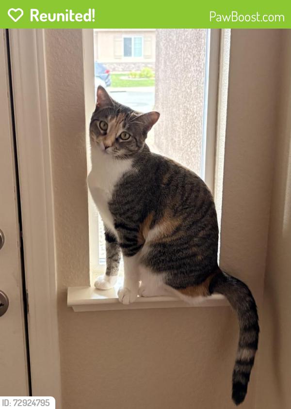 Reunited Female Cat last seen Stargell & DiMaggio , Galt, CA 95632