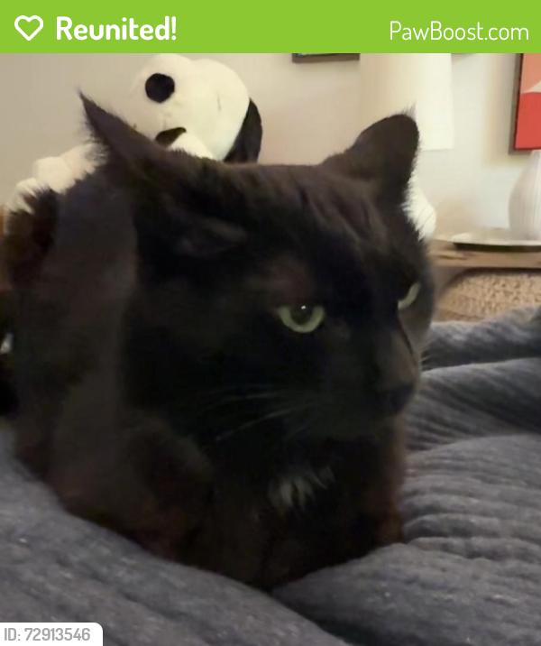 Reunited Female Cat last seen Princeton Square, Sandy Springs, GA 30328