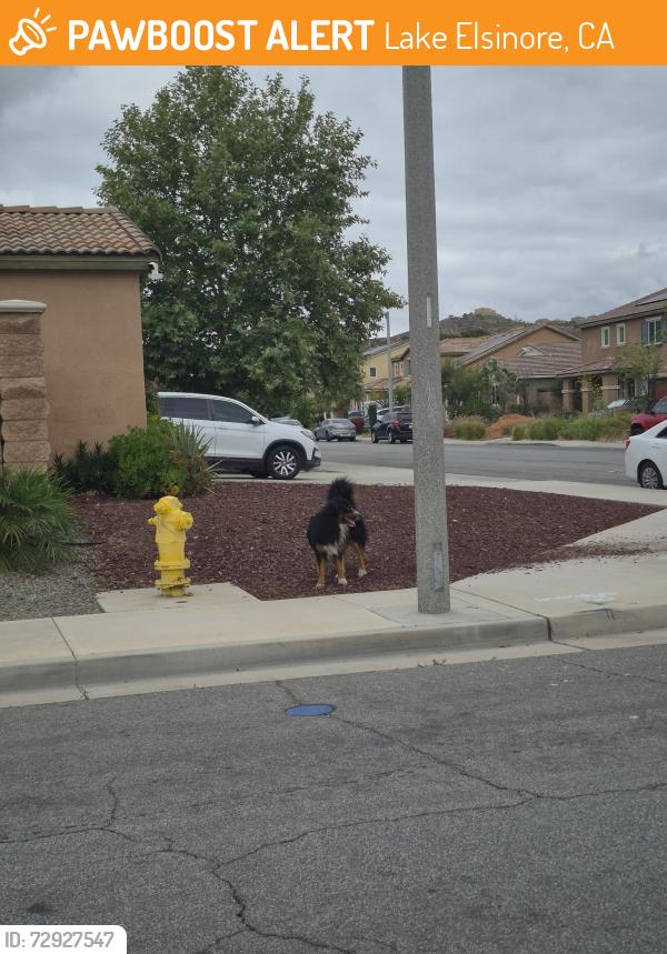 Found/Stray Unknown Dog last seen Audrey dr and Clement , Lake Elsinore, CA 92530