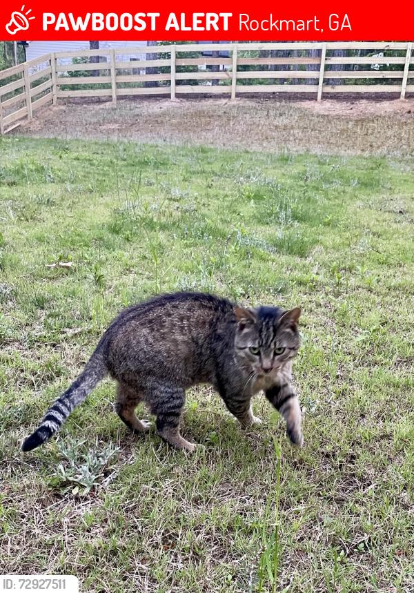 Lost Male Cat last seen Goldmine Rd, Old Brock Rd & Crossroads Church Rd, Rockmart, GA 30153