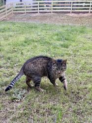 Lost Male Cat last seen Goldmine Rd, Old Brock Rd & Crossroads Church Rd, Rockmart, GA 30153