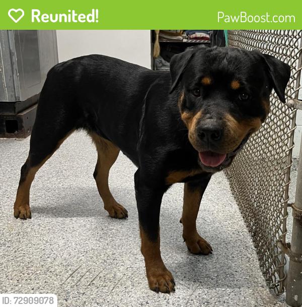 Reunited Female Dog last seen port st. lucie, Port St. Lucie, FL 34986