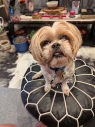 Reunited Male Dog last seen Athens and Excelsior , San Francisco, CA 94112