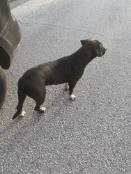 Found/Stray Unknown Dog last seen Thunder rd, Spring Hill, FL 34609