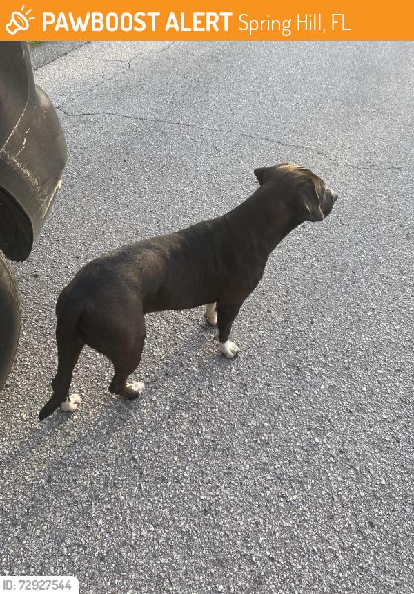 Found/Stray Unknown Dog last seen Thunder rd, Spring Hill, FL 34609