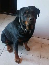 Reunited Male Dog last seen Pine and Yale , Tulsa, OK 74115