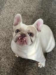 Reunited Female Dog last seen Adelanto, CA, USA, Adelanto, CA 92301