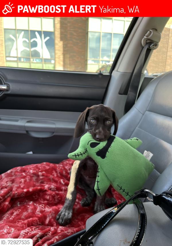 Lost Female Dog last seen randal park , Yakima, WA 98902
