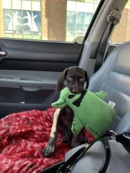 Lost Female Dog last seen randal park , Yakima, WA 98902