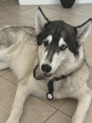 Reunited Male Dog last seen Near W Van Buren, Phoenix, AZ 85007