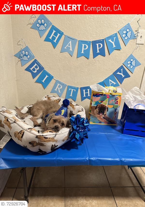 Lost Male Dog last seen Near north spring ave Compton ca , Compton, CA 90221